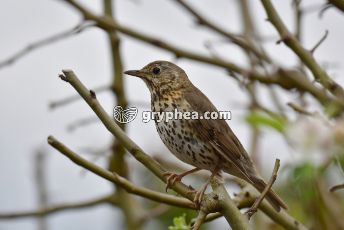 Grive musicienne (Turdus philomelos) - gryphea.org